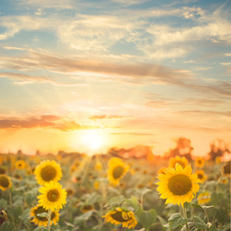 Hoa hướng dương: Biểu tượng của niềm vui và sự lạc quan