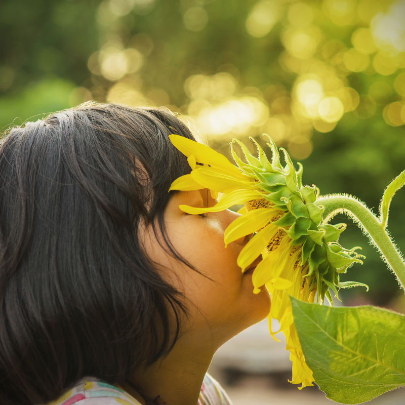 Hoa hướng dương: Hành trình theo dấu chân của ánh mặt trời