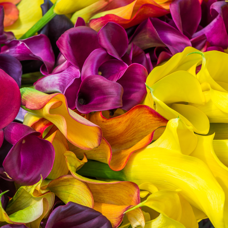 Hoa loa kèn: Vẻ đẹp mê hoặc và hương thơm quyến rũ