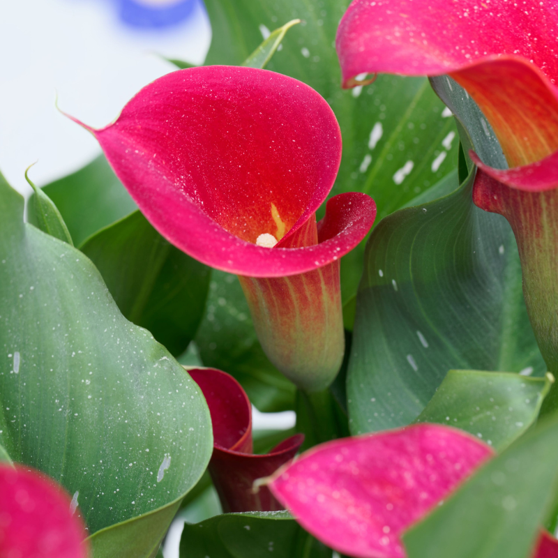 Hoa loa kèn: Một cung đường tới thế giới thần tiên trong tự nhiên