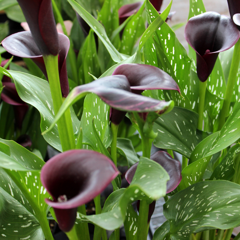 Hoa loa kèn: Sự đam mê và sức sống bùng nổ