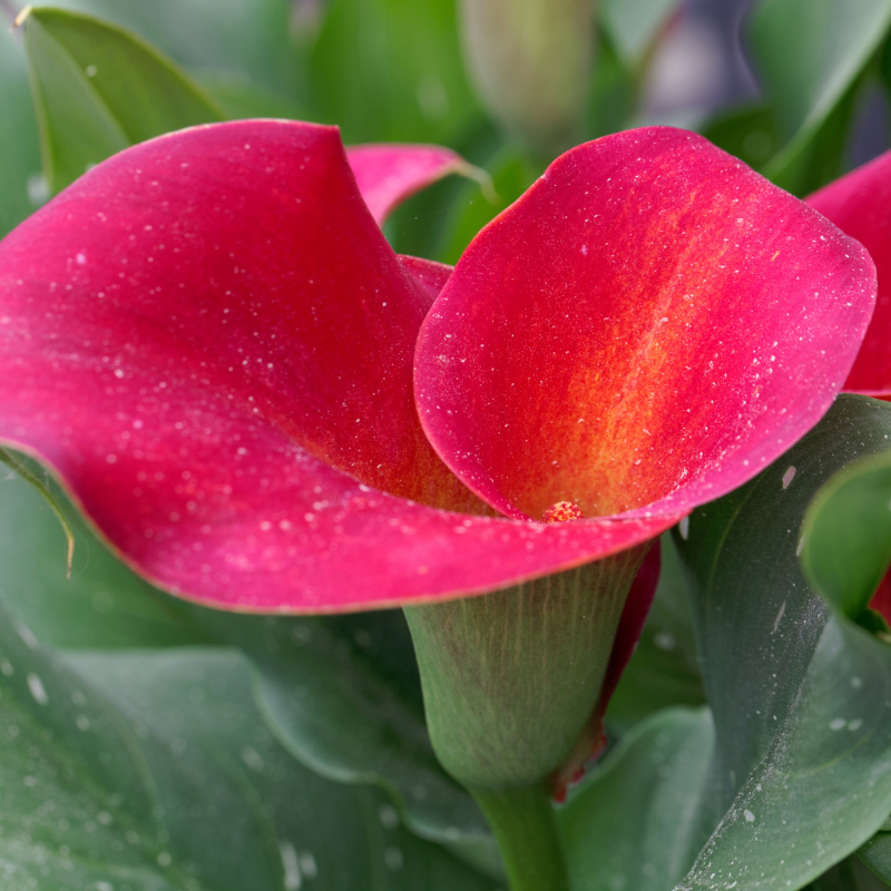 Hoa loa kèn: Điểm nhấn về sự độc đáo và sáng tạo trong thiên nhiên