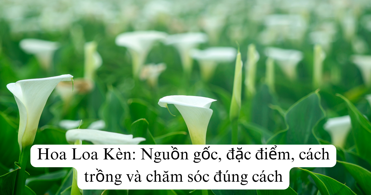 Hoa Loa Kèn: Nguồn gốc, đặc điểm, cách trồng và chăm sóc đúng cách