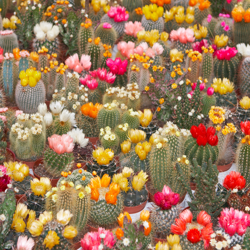 Hoa xương rồng: Tinh túy của cảm xúc và sự hiện đại