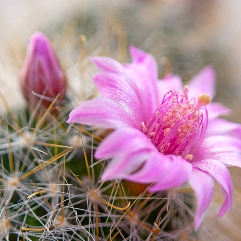 Hoa xương rồng: Vẻ đẹp độc đáo và khả năng chịu đựng trong khắc nghiệt