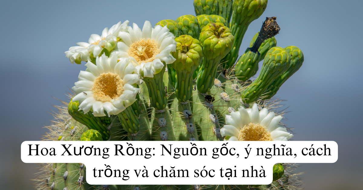 Hoa Xương Rồng: Nguồn gốc, ý nghĩa, cách trồng và chăm sóc tại nhà
