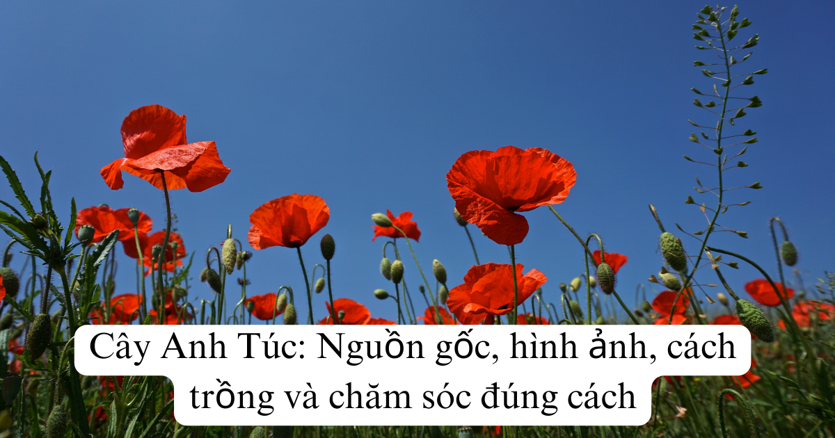 Cây Anh Túc: Nguồn gốc, hình ảnh, cách trồng và chăm sóc đúng cách