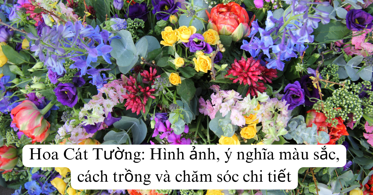 Hoa Cát Tường: Hình ảnh, ý nghĩa màu sắc, cách trồng và chăm sóc