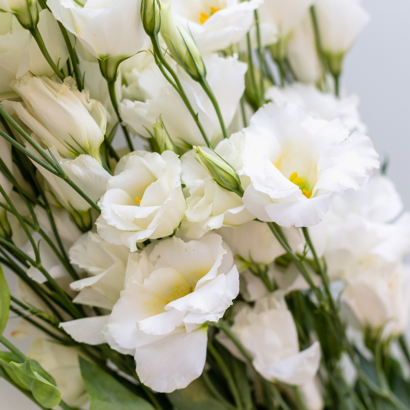 Hoa Cát Tường: Vẻ đẹp tinh khiết và tượng trưng cho tình yêu trong văn hóa Đông Á