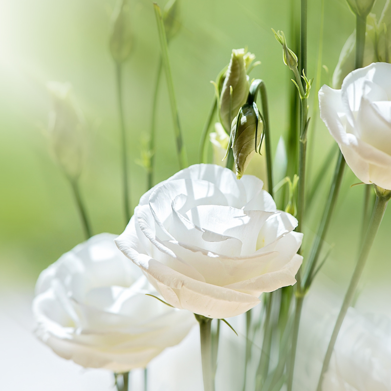 Hoa Cát Tường: Sắc đẹp và ý nghĩa trong truyền thuyết và tín ngưỡng dân gian