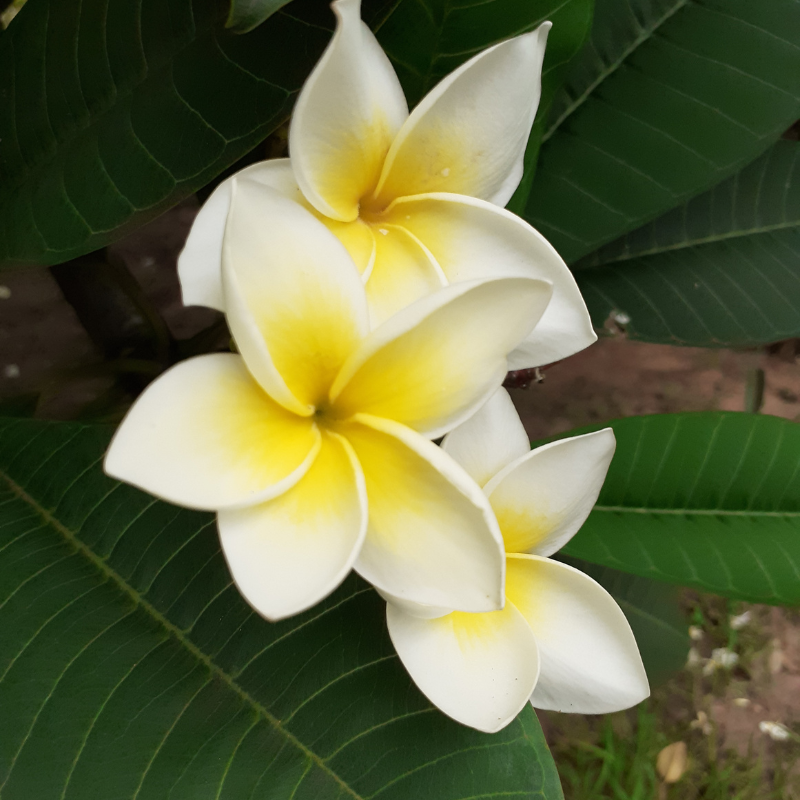 Cây Đại: Vẻ đẹp vĩ đại và sức mạnh tự nhiên