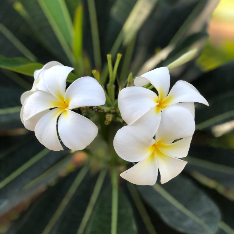 Cây Đại: Bảo vệ và tạo bầu không khí trong lành