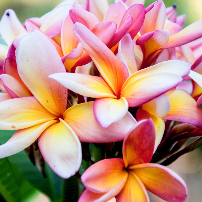 Cây Đại: Linh vật của sự bình yên và sự thịnh vượng