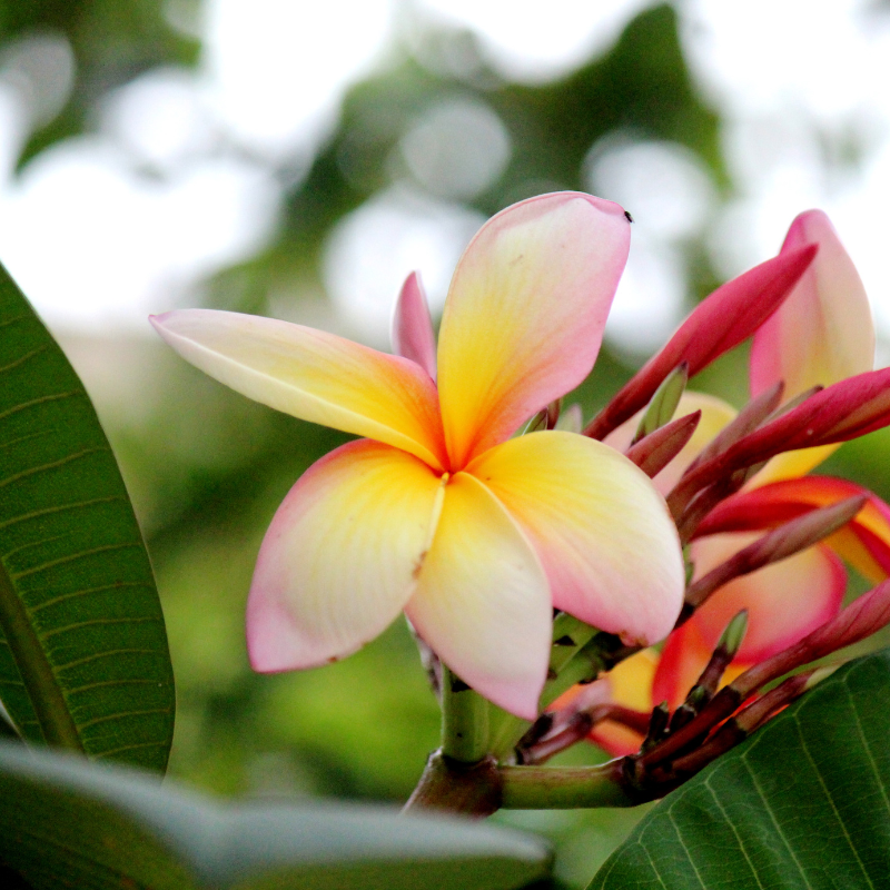 Tạo bầu không khí trong lành của Cây Đại