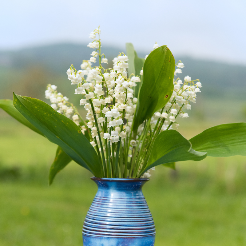 Hoa Linh Lan Trắng: Vẻ đẹp tinh khôi và sự thanh thản trong tự nhiên