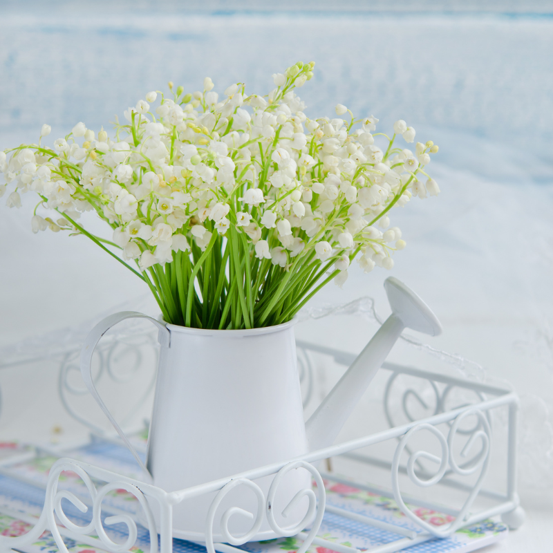 Hoa Linh Lan Trắng: Vẻ đẹp tươi mới và sự tinh tế trong thiên nhiên