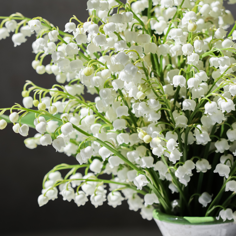 Hoa Linh Lan Trắng: Một chạm nhẹ của sự tĩnh lặng và tinh thần giữa thế giới hối hả