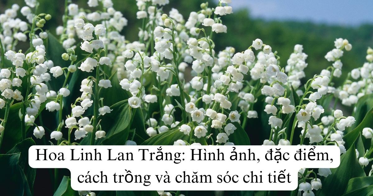 Hoa Linh Lan Trắng: Hình ảnh, đặc điểm, cách trồng và chăm sóc