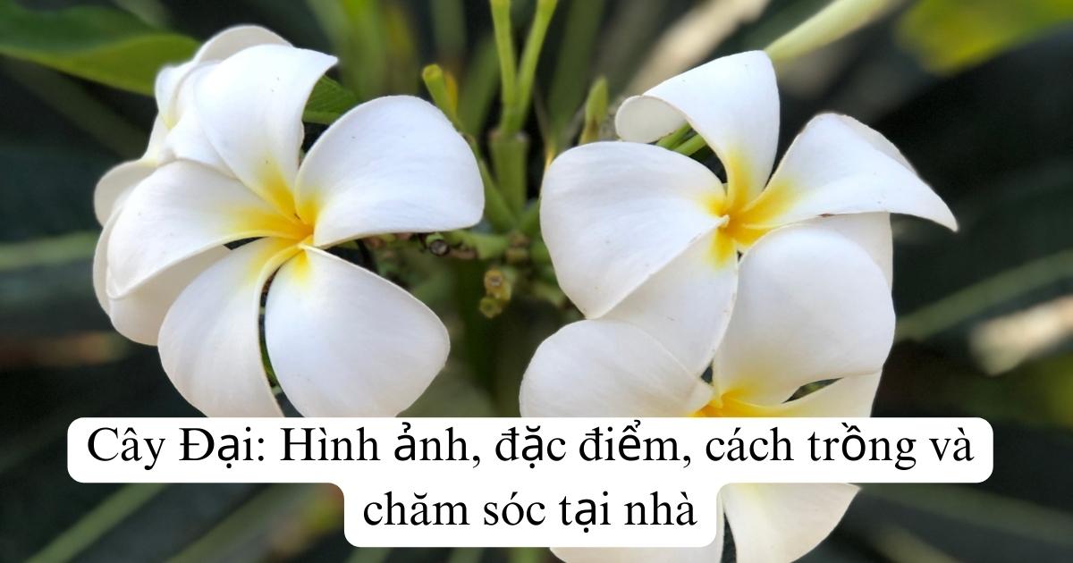 Cây Đại: Hình ảnh, đặc điểm, cách trồng và chăm sóc tại nhà