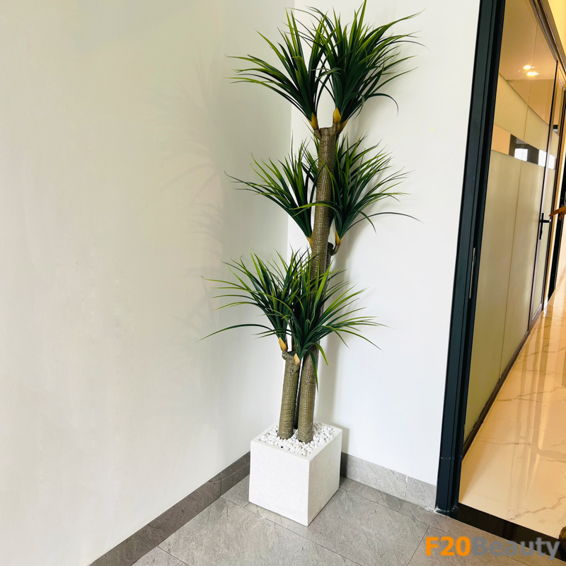 Tạo Ấn Tượng Với Cây Phát Tài Núi Giả 3 Thân - Biểu Tượng Của Sự Phát Tài