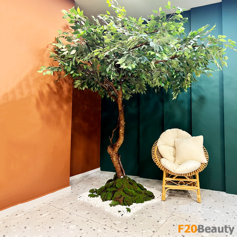 Trang trí cây si lớn cho góc phòng với kiểu dáng đẹp và lá xanh tươi mới