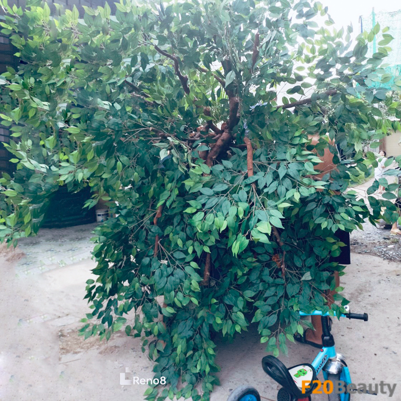 Cây si được vận chuyển bằng ba gác giao đến khách hàng