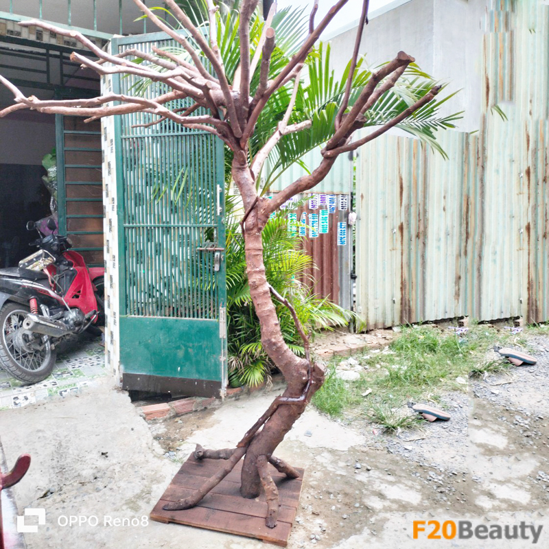 Thân cây si được chế tác riêng biệt, phù hợp trồng nhiều loại lá cây khác, với tán sum xuê, thân chắc có chiều cao lên đến 3mchắn