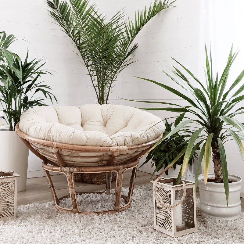 Top 7 loại cây nên trồng trong nhà