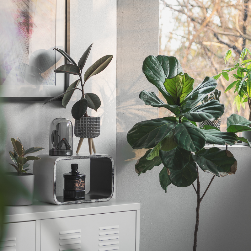 Cây Bàng Singapore giả - Cây trồng trong nhà dễ sống