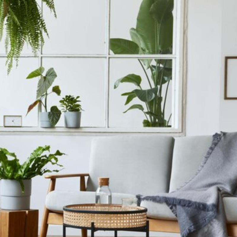 Cây chuối Singapore giả với lá to