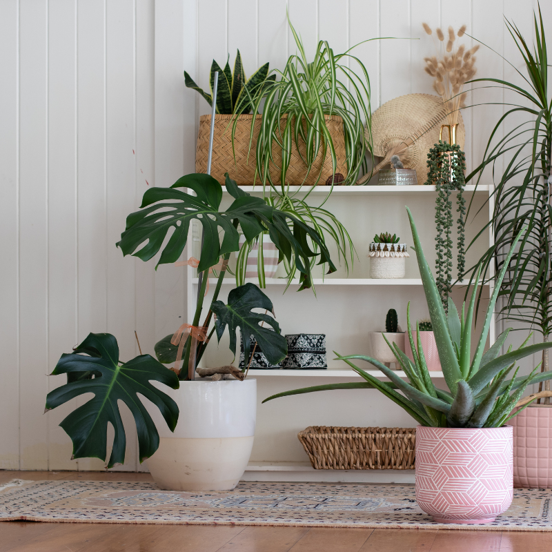 Cây trầu bà lá xẻ Monstera giả