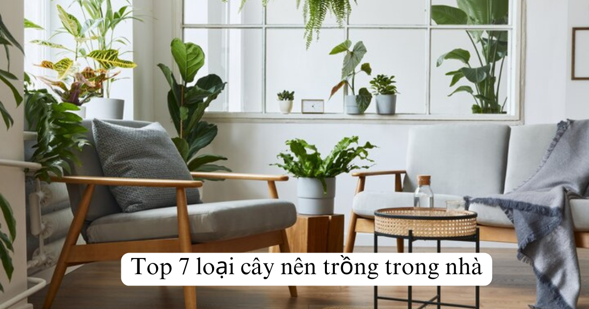 Top 7 loại cây giả nên trồng trong nhà
