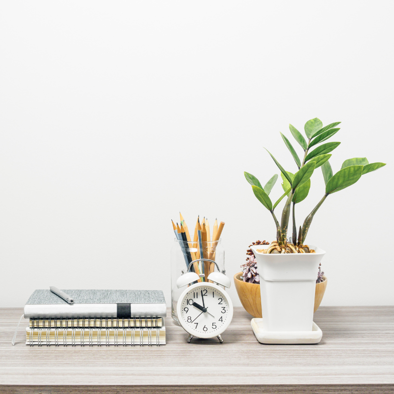 Cây cảnh văn phòng - Tạo không gian làm việc thoáng đãng và đẹp mắt với các mẹo bày trí thông minh