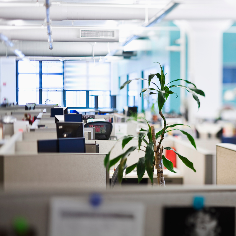 Mẹo bày trí cây cảnh văn phòng để tạo không gian làm việc đẹp và thư thái