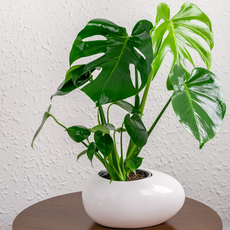 Cây cảnh văn phòng - Tạo không gian đẹp và rộng rãi trong văn phòng