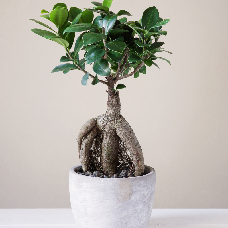 Trầu bà đế vương (Ficus benjamina) - Tăng tính thẩm mỹ và sự sảng khoái