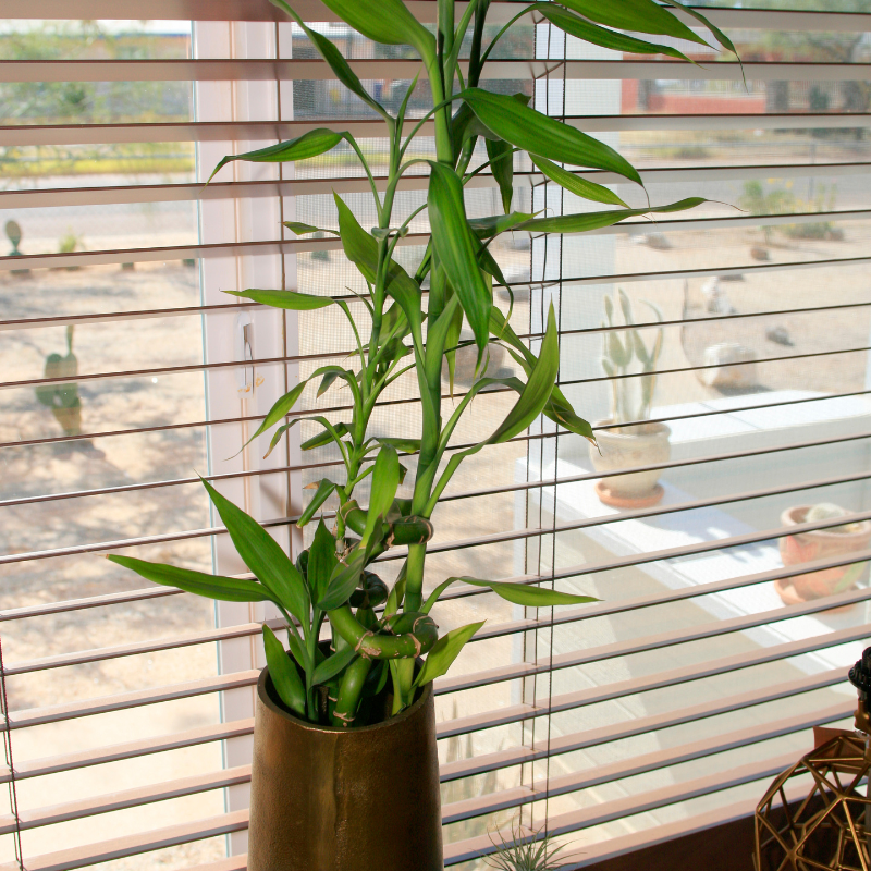 Cây cảnh văn phòng - Lựa chọn và sắp xếp đúng để tạo vẻ đẹp và không gian rộng lớn trong văn phòng