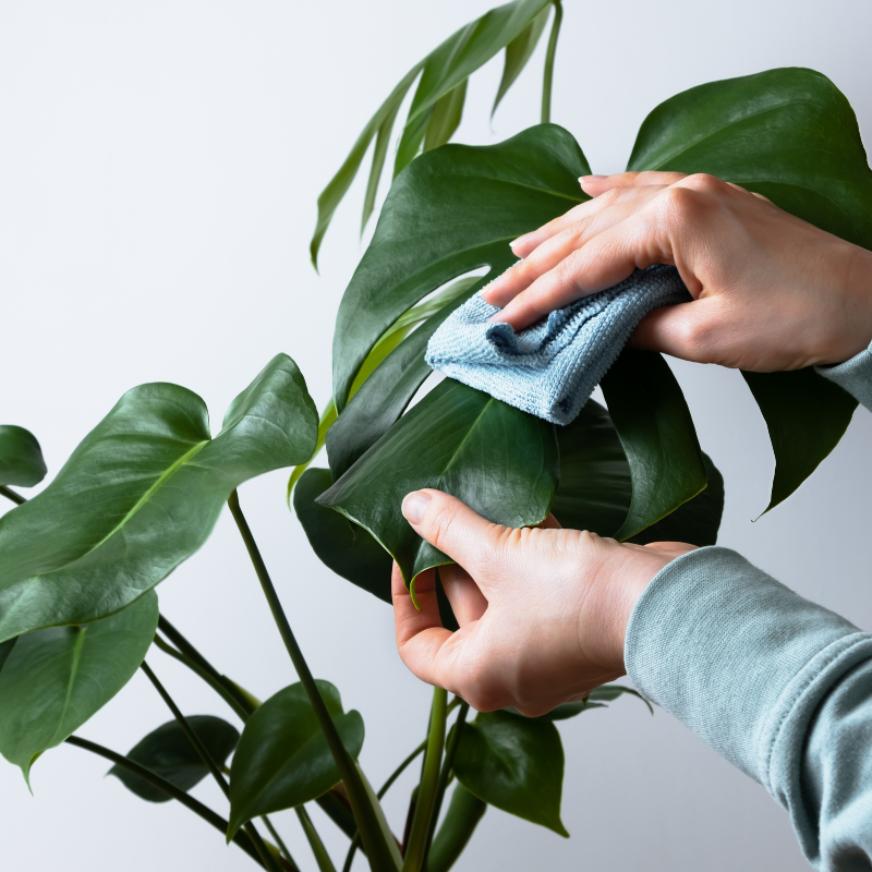 Quan tâm và chăm sóc đều đặn để đảm bảo cây luôn khỏe mạnh và tươi tắn