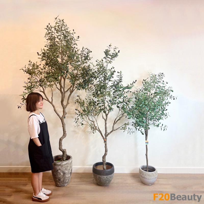 Tổng hợp những loại cây Olive giả trang trí không gian nội thất với các kích thước: 155 cm, 210 cm, 240 cm