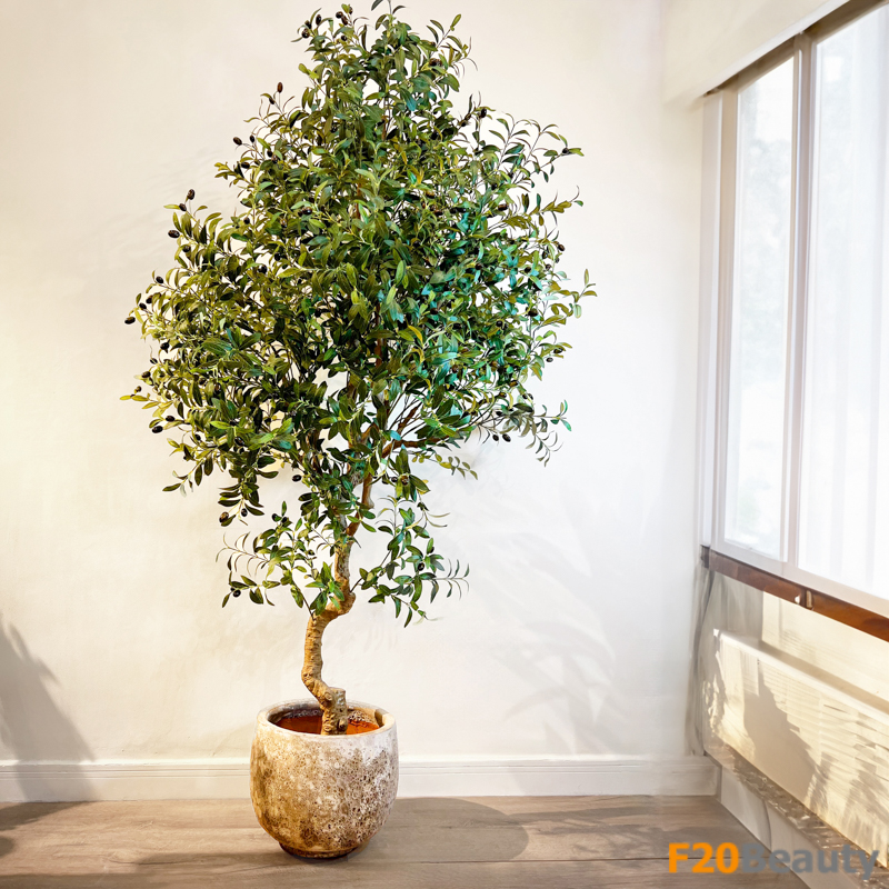 Cây ô liu cổ thụ Tropical giả thân to cao 250 cm trang trí không gian nội thất