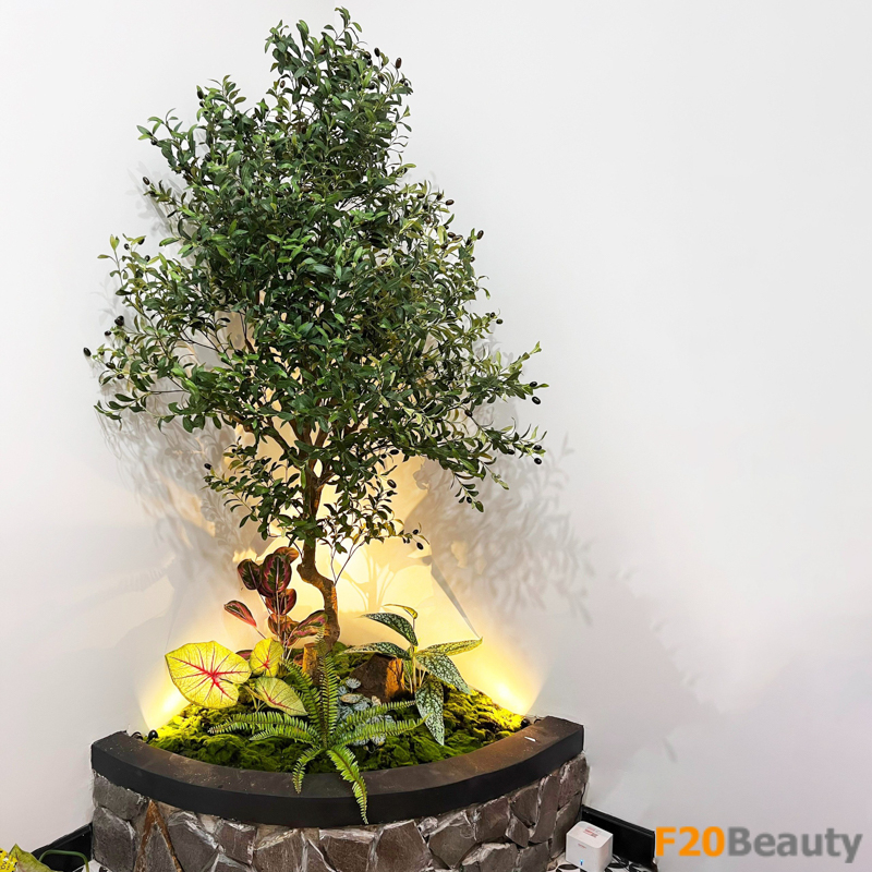 Hình ảnh cây ô liu cổ thụ thân to trang trí góc phòng kết hợp cây cảnh mini