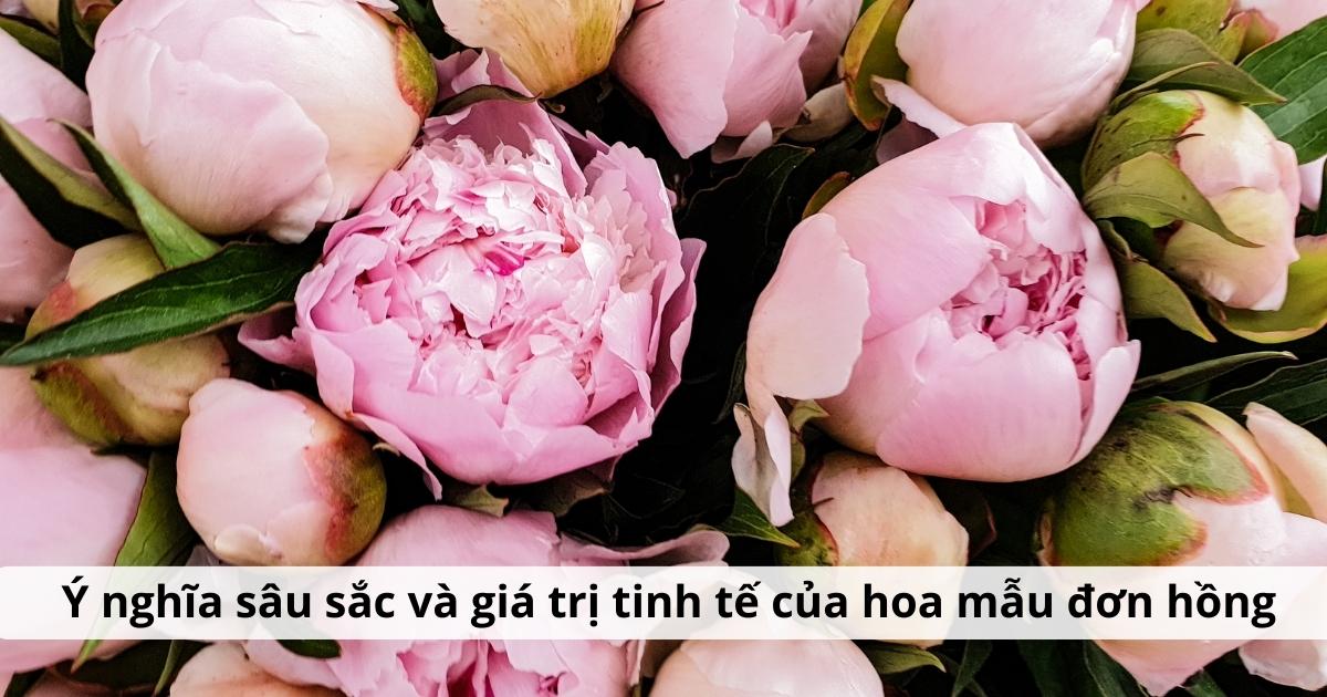 Khám phá ý nghĩa sâu sắc và giá trị tinh tế của hoa mẫu đơn hồng