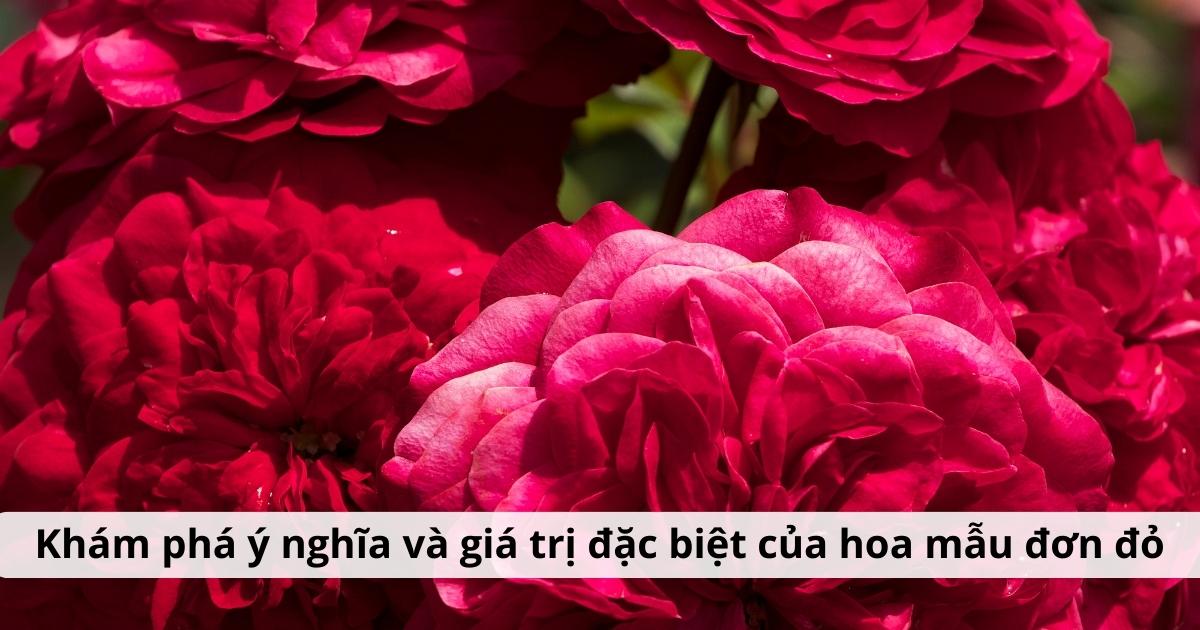 Khám phá ý nghĩa và giá trị đặc biệt của hoa mẫu đơn đỏ