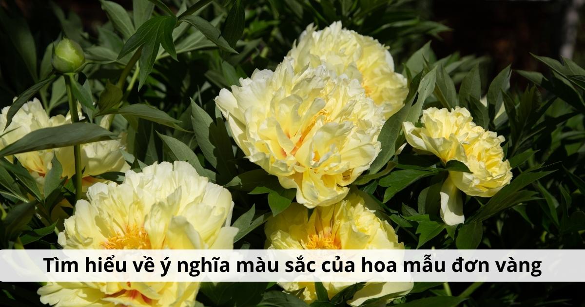Tìm hiểu về ý nghĩa màu sắc của hoa mẫu đơn vàng