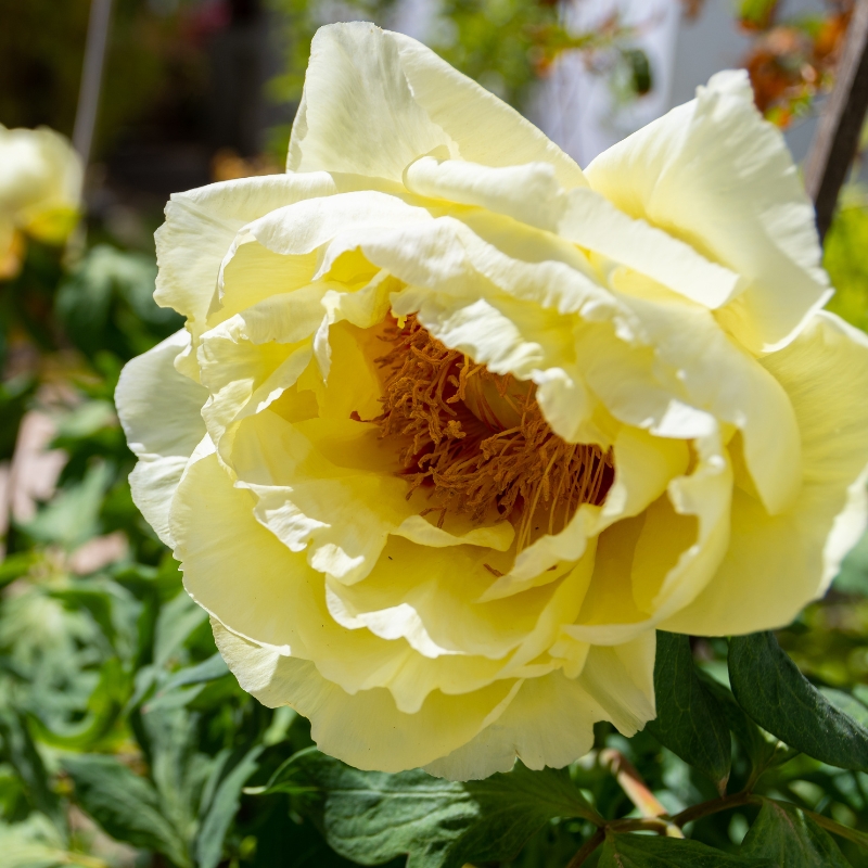 Vòng quanh tông màu vàng: khám phá ý nghĩa tâm hồn của hoa mẫu đơn