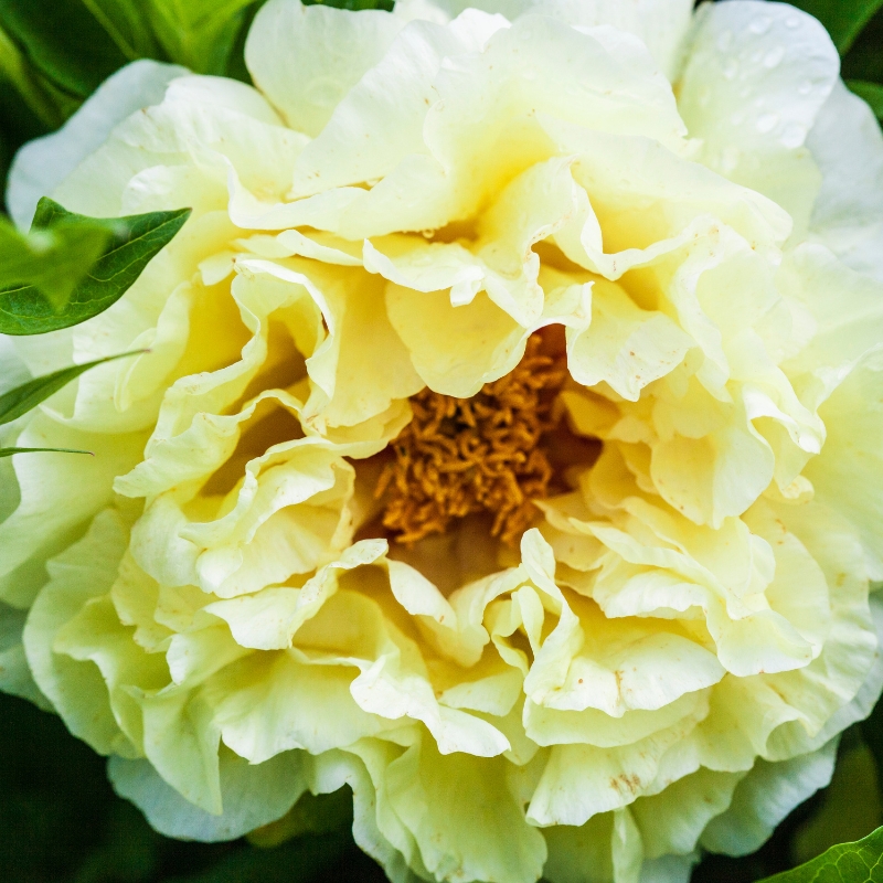 Hoa mẫu đơn vàng - biểu tượng của sự phấn khích và tươi vui