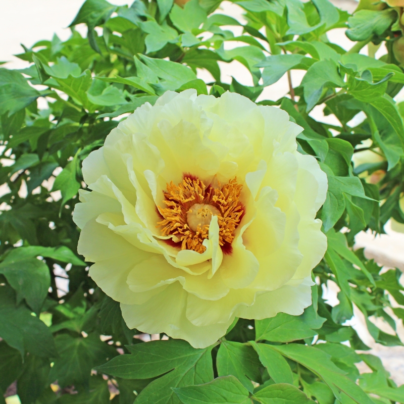 Sắc vàng tươi sáng trên cánh hoa mẫu đơn: hiểu được sự tinh khiết và sáng sủa