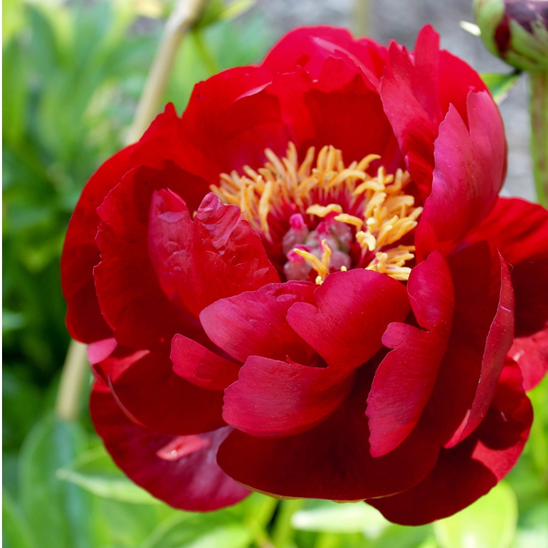 Màu sắc đỏ của hoa mẫu đơn và tầm quan trọng của sự cuốn hút và nổi bật