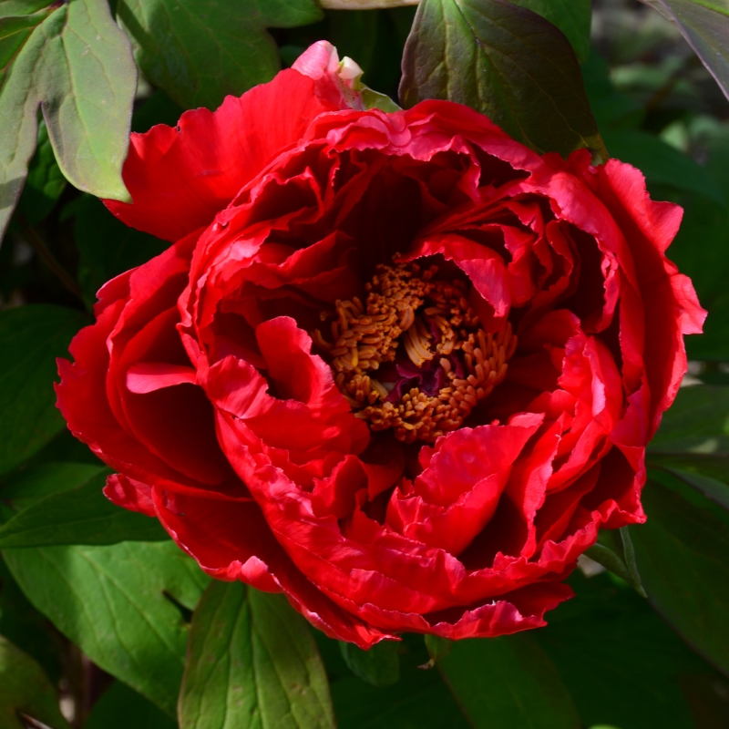 Hoa mẫu đơn đỏ - tinh hoa của tình yêu và đam mê: tìm hiểu ý nghĩa màu sắc