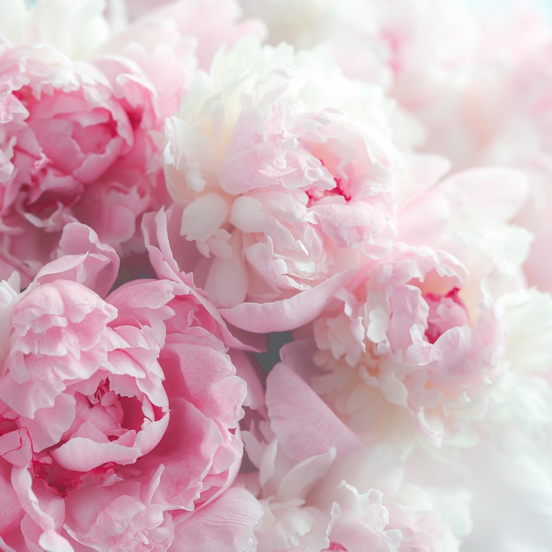 Ý nghĩa phong thủy hoa mẫu đơn và những hình ảnh hoa đẹp nhất